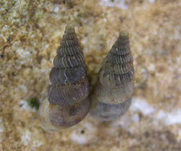 Cochlostoma villae  e considerazioni varie